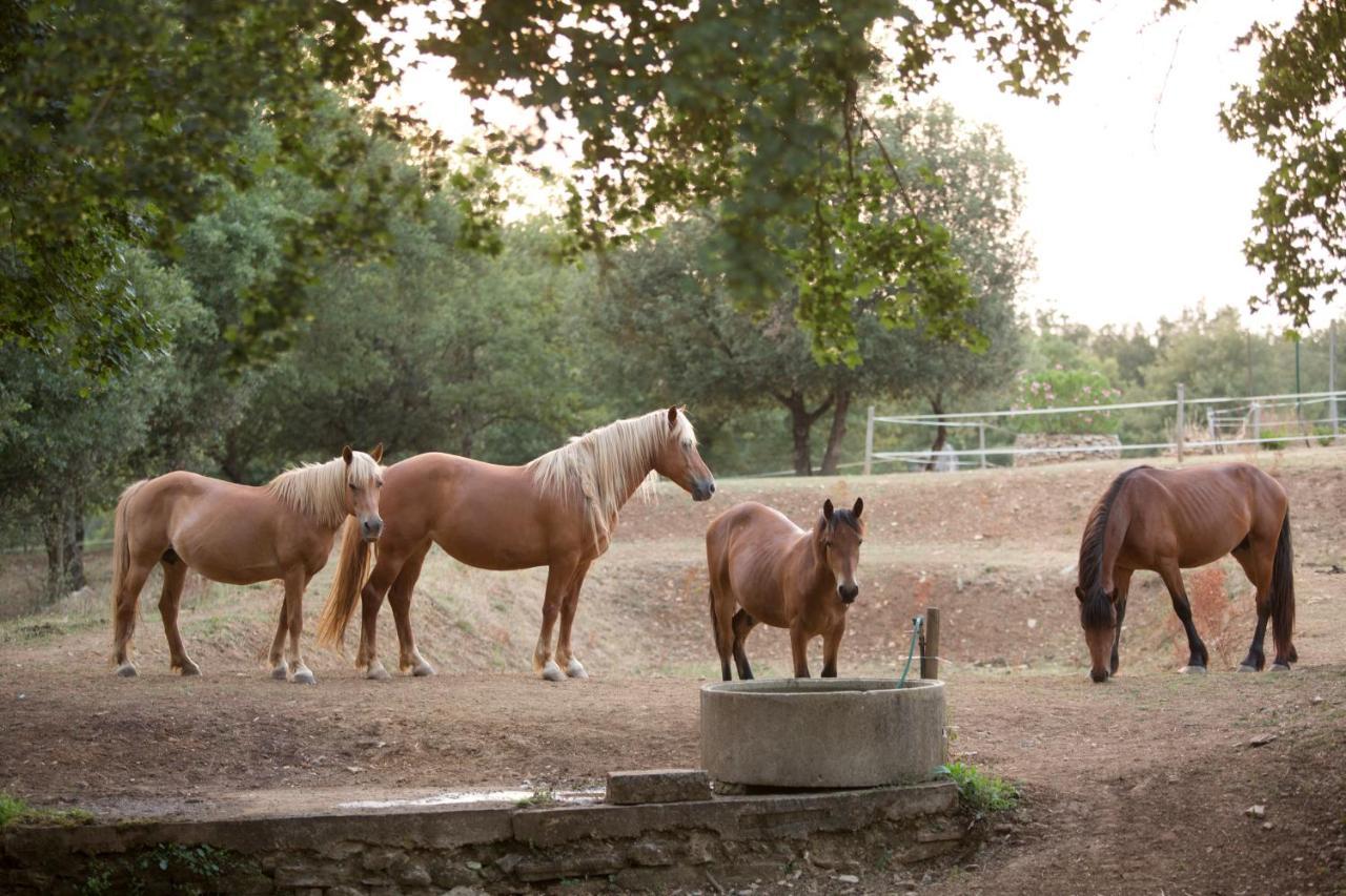 רפולאנו טרמה Agriturismo Podere Poggiarone מראה חיצוני תמונה